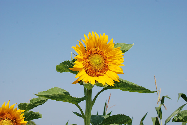 слънчоглед, лято, цветя, жълто цвете, синьо небе, слънце, в разцвет