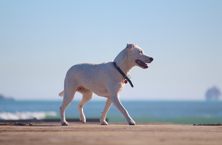 สุนัข, สัตว์, เรียกใช้, สีขาว, สัตว์เลี้ยง, ชายหาด, กิจกรรมกลางแจ้ง