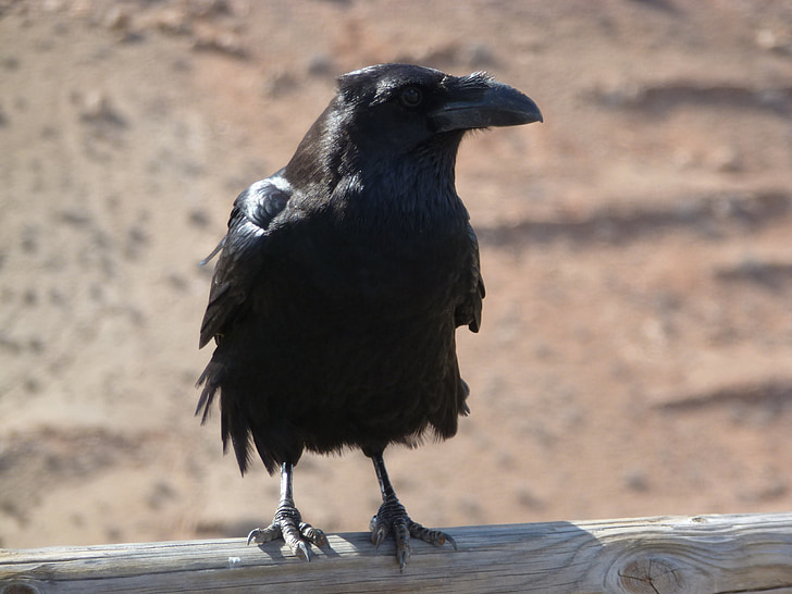 raven, sand, black, nature, bird