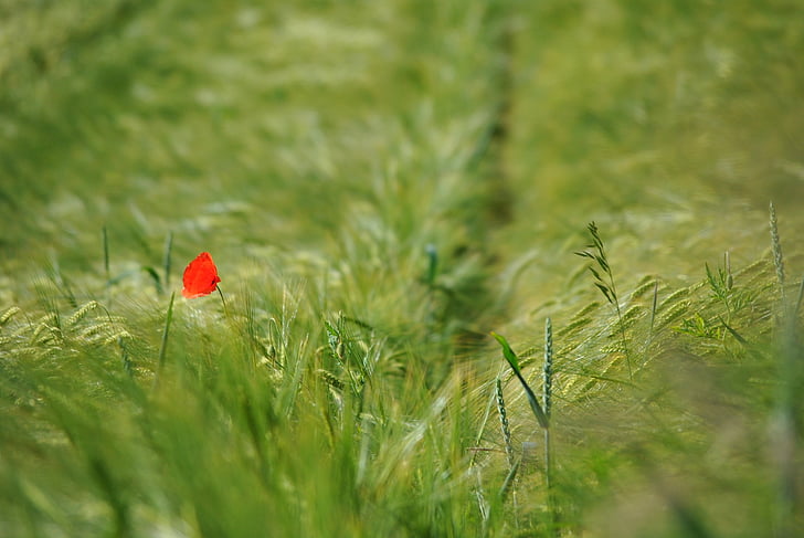 poppy, klatschmohhn, lonely, alone, cornfield, nature, agriculture