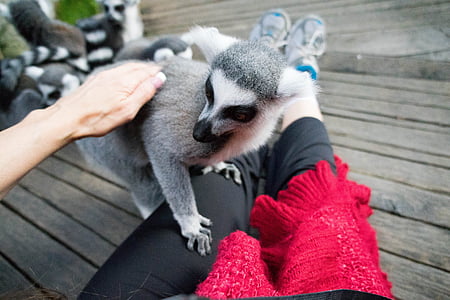 lemur, Skansen, Zoološki vrt, Stockholm, životinja, umiljat, krzneni