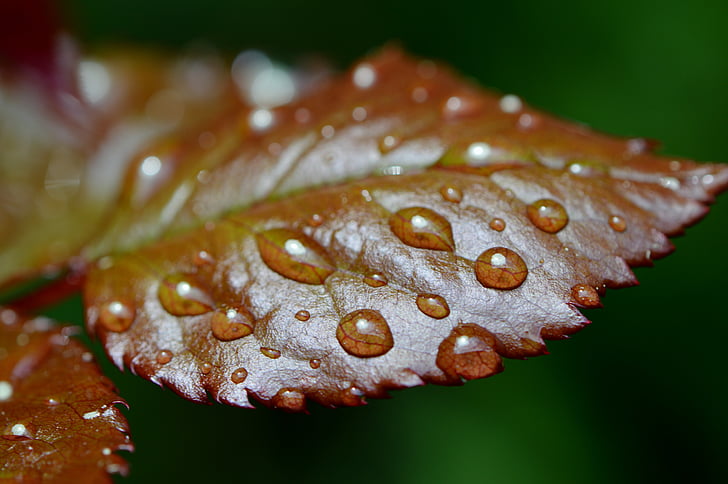 Rosenblatt, regn, drop, våd, vand, regndråbe, dråbe vand