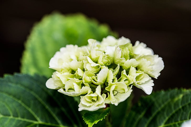 flor, macro, verd, planta, tancar, fulles