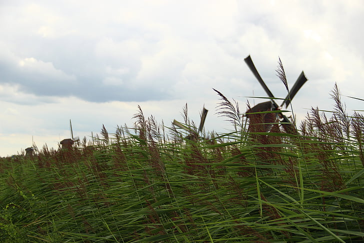 Molí, Kinderdijk, herba, Països Baixos