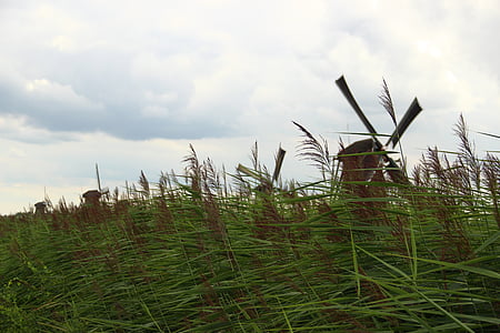 mlin, Kinderdijk, trava, Nizozemska