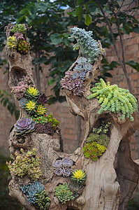 thực vật, cây mọng nước, Hoa, gỗ, kỳ lạ