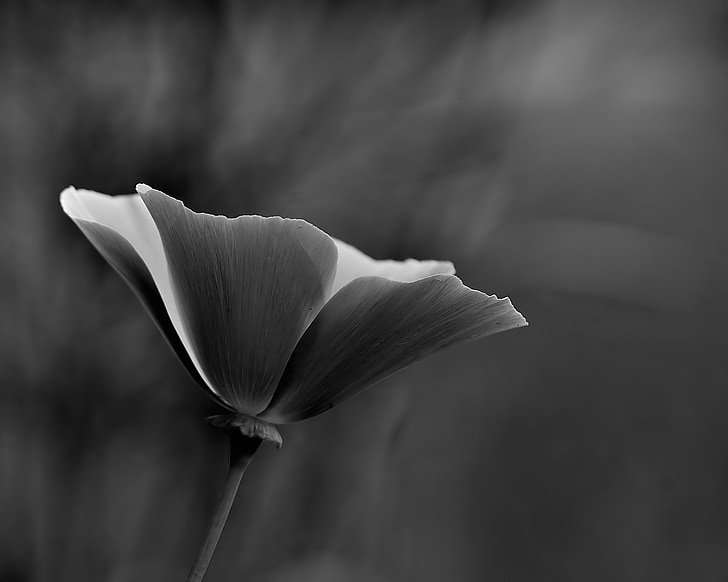 flower, black and white, white, black, nature, beautiful, beauty