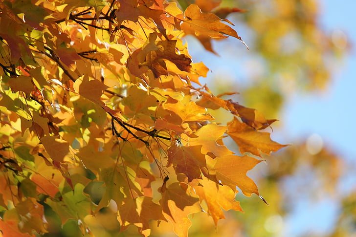 Syksyn lehdet, syksyllä, lehdet, oranssi, kultaa, puu, vihreä vaahteran lehdet