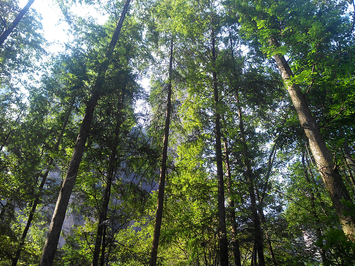 šume, Zhangjiajie, krajolik