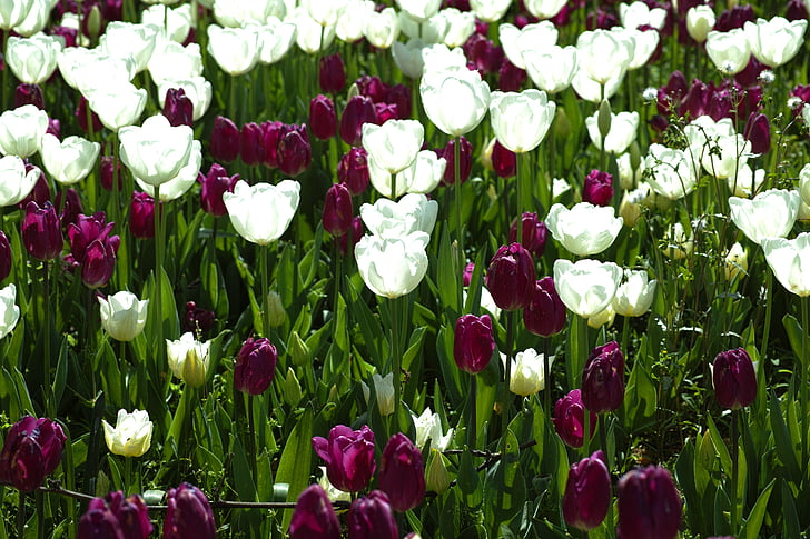 fiore, Tulipani, bella, fiori, natura, pianta, macro