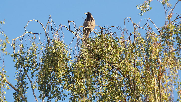 raven, bird, birch, tree