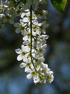 Azereiro comum, flores, Prunus padus, Black cherry, Prunus, árvore, Branco