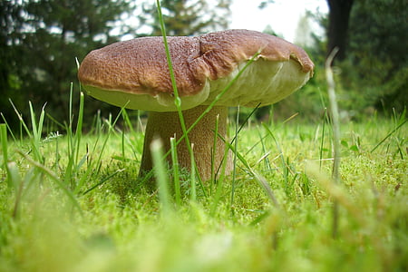mushroom, cep, autumn, eat, edible, forest, moss