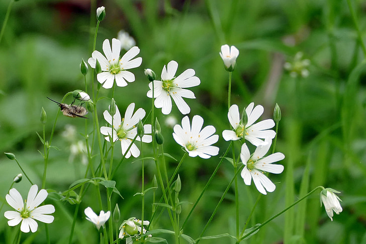 květiny, bílá, divoké včely, hmyz, Les, Příroda, léto