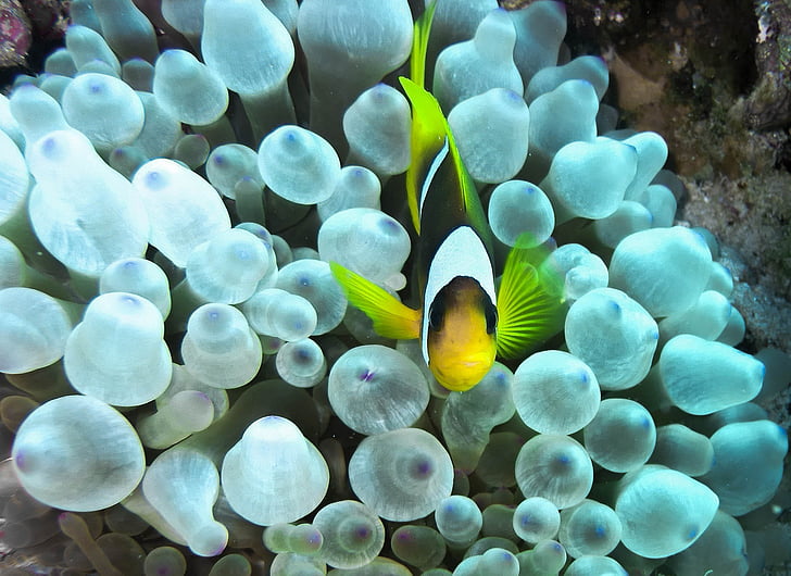 clown fish, anemone, red sea, sea, underwater, clownfish, immersion