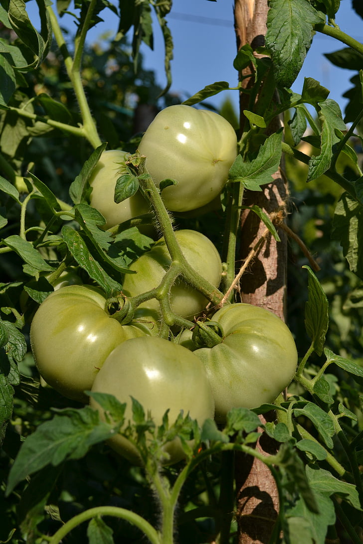 rohelised tomatid, tomatid, köögiviljad, Tomatoe, taimne, toidu, Aed