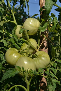 zelené paradajky, paradajky, zelenina, paradajka, rastlinné, jedlo, Záhrada