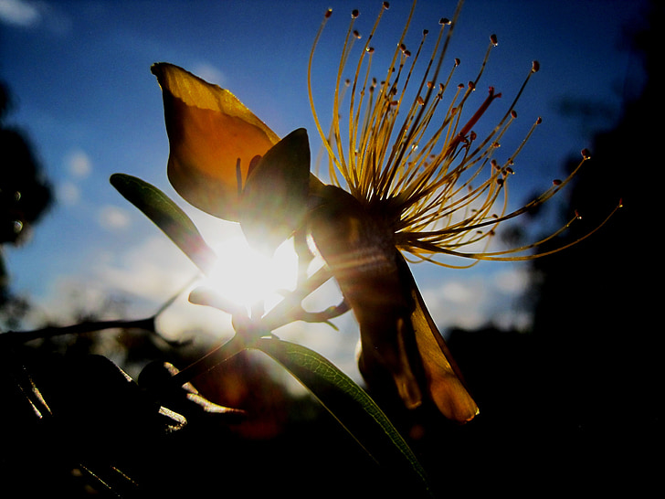 Hoa, St john's wort, thảo mộc, màu vàng, ngo, nhị hoa, mờ
