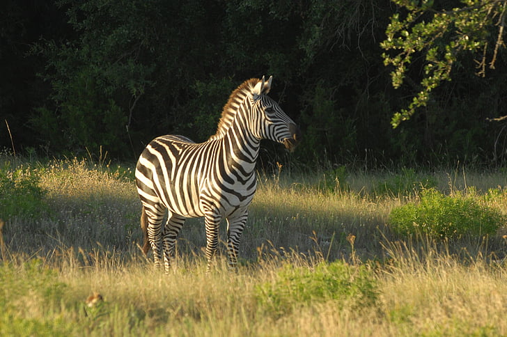 Zebra, állat, vadon élő állatok, természet, Afrika, Safari, csíkok