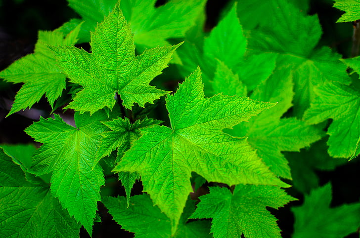 Close-up view, closeup, hijau, daun, daun, alam, tanaman