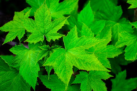 vista de primer plano, Closeup, verde, hoja, hojas, naturaleza, planta