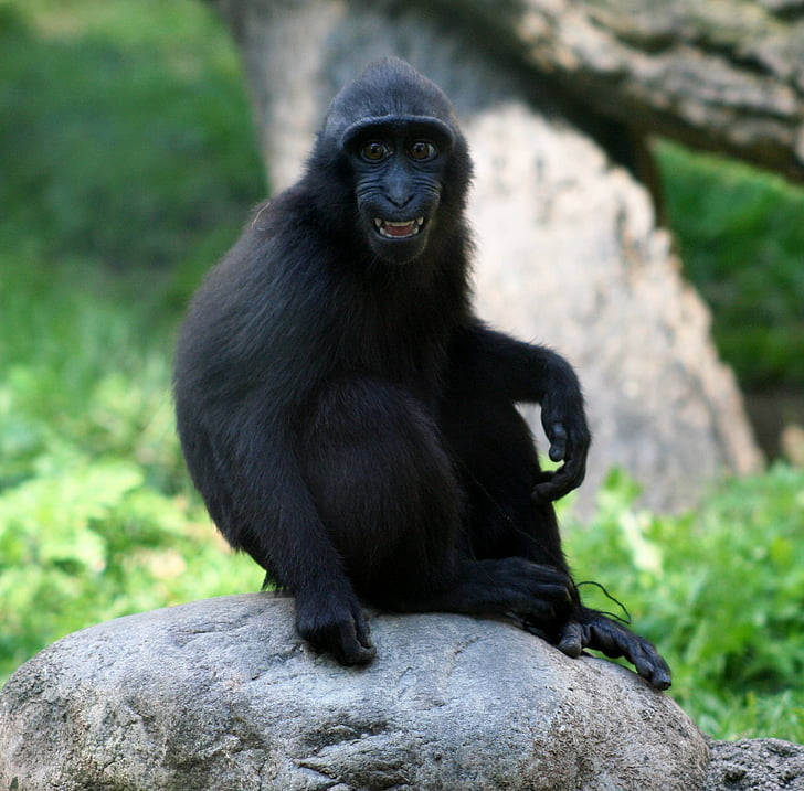 makak, opice, mladý, Macaca nigra, sedící, Při pohledu, savec