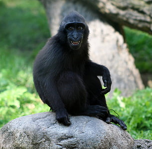 猿, 猿, 若い, 猿ニグラ, 座っています。, 探しています。, 哺乳動物