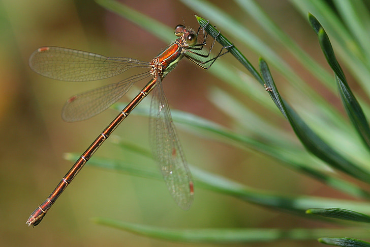libellula, foresta, ramoscelli