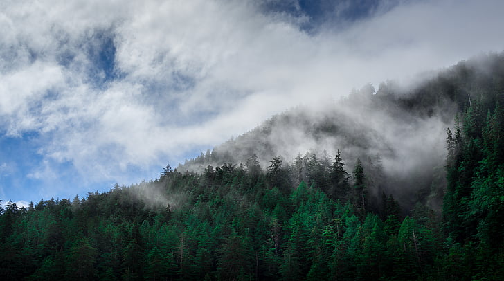 clouds, conifers, fir trees, fog, forest, haze, landscape