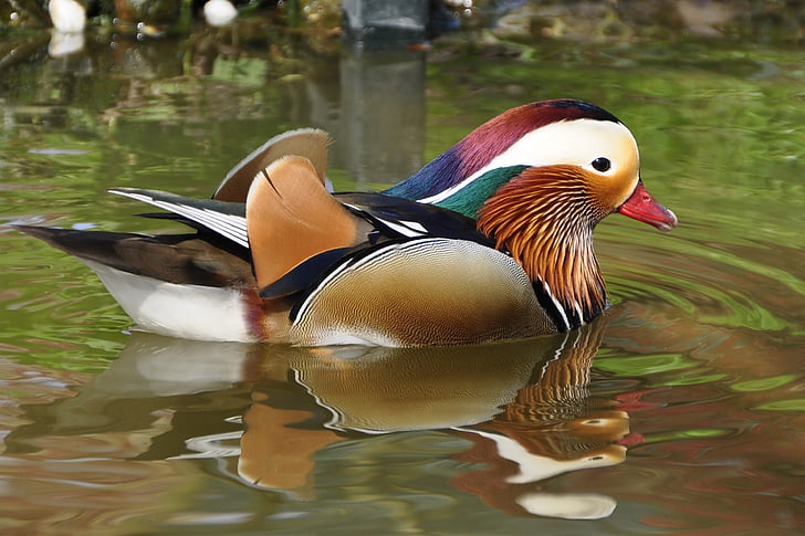 dyr, dyr fotografering, fuglen, Nærbilde, Duck, Lake, Mandarin duck