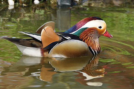 dyr, dyr fotografering, fugl, close-up, Duck, søen, Mandarinand