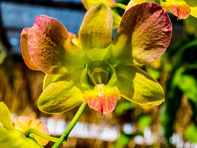 orquídea, flor, flor, flor, verde, marrom