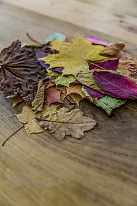 ambre, automne, feuillage automnal, automnale, autumnally, arrière-plan, brun