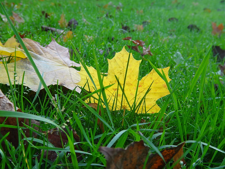 list, jesen, priroda