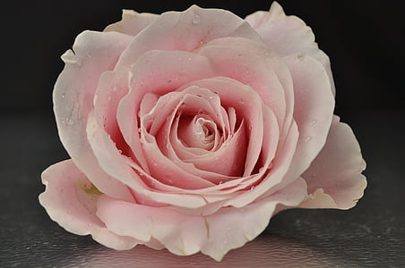 slējās, rozā, puķe, rozā ziedu, rozā roze