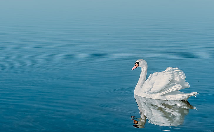 swan, water, water bird, bird, swim, lake, animal