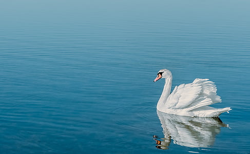 Swan, vatten, vatten fågel, fågel, simma, sjön, djur
