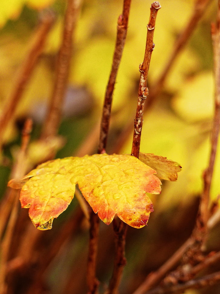 listoví, zlatý, na podzim, podzim, opustit, Detailní záběr, Příroda