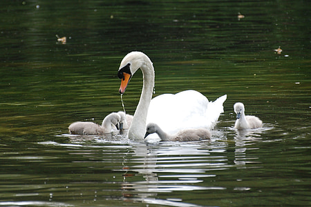 swan, pond, animals, water, nature, white, family