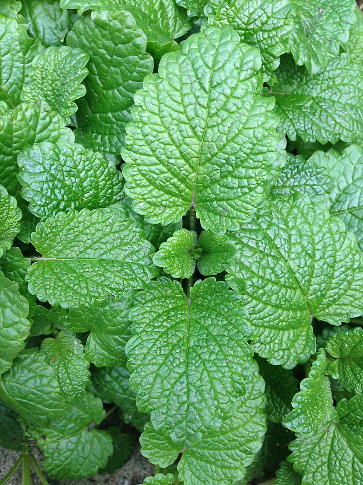 mint, vegetable garden, leaves, green, grass, odor, leaf
