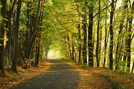 mùa thu, rừng, cây, công viên, màu xanh lá cây, Thiên nhiên