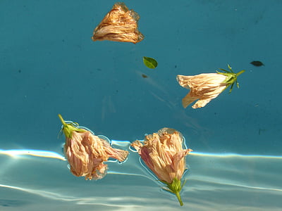 น้ำ, ดอกไม้, สีฟ้า, ชบา, ลอย, กระเพื่อม, สระว่ายน้ำ