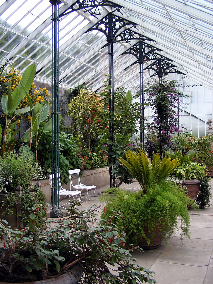glasshouse, greenhouse, plant, hothouse, horticulture, nursery, glass