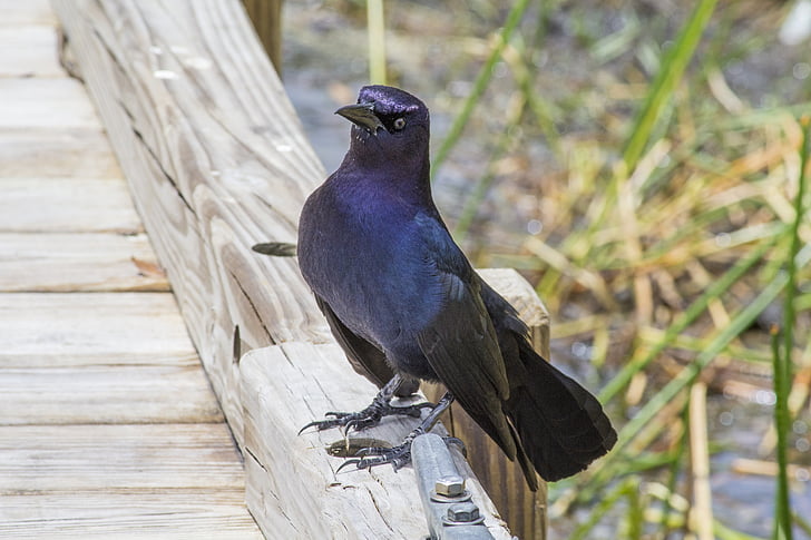 Starlingova, Florida, ptica, Crna ptica, dok, ptica na pristaništu, ptica vodom