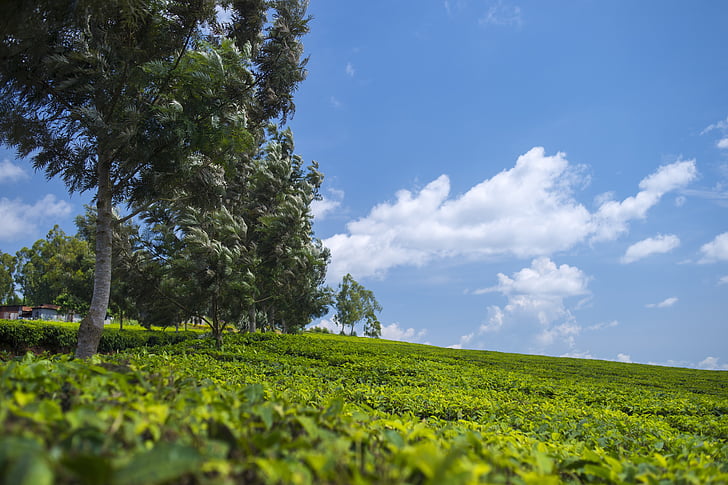 plantaža čaja, pozadina, zelena, krajolik, vanjski, okoliš, brdsko
