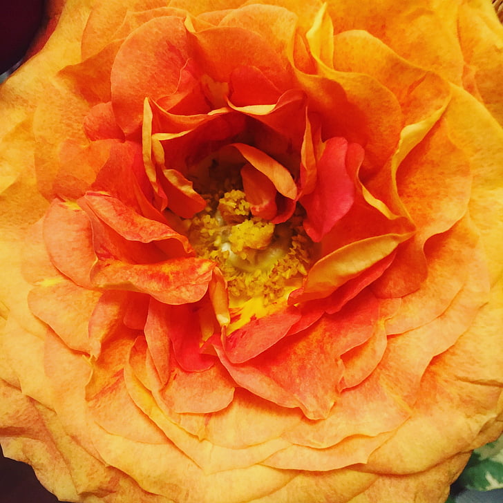 Rose, blizu, oranžna, svetlo, cvet, Latica