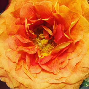 Rosa, tancar, taronja, brillant, flor, pètal