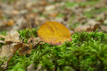 brown, dried, leaves, green, grass, leaf, plants