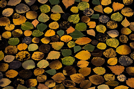 listy, listy stromů, podzim, stromové listí, na podzim listy, suché, nálada