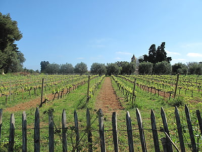 Vineyard, viinamarjad, viinapuude, veinikelder, veini, põllumajandus, puu